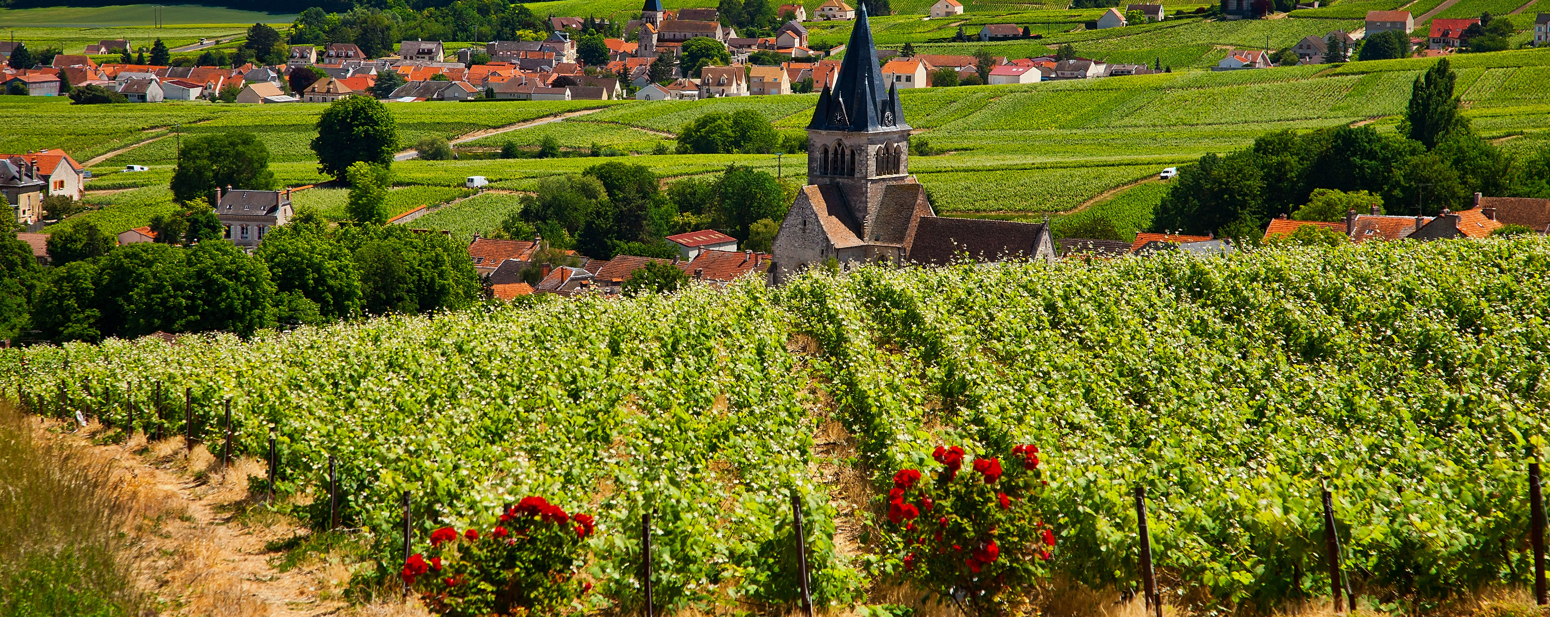 Scenic view of a vineyard and village with a church steeple in the countryside.