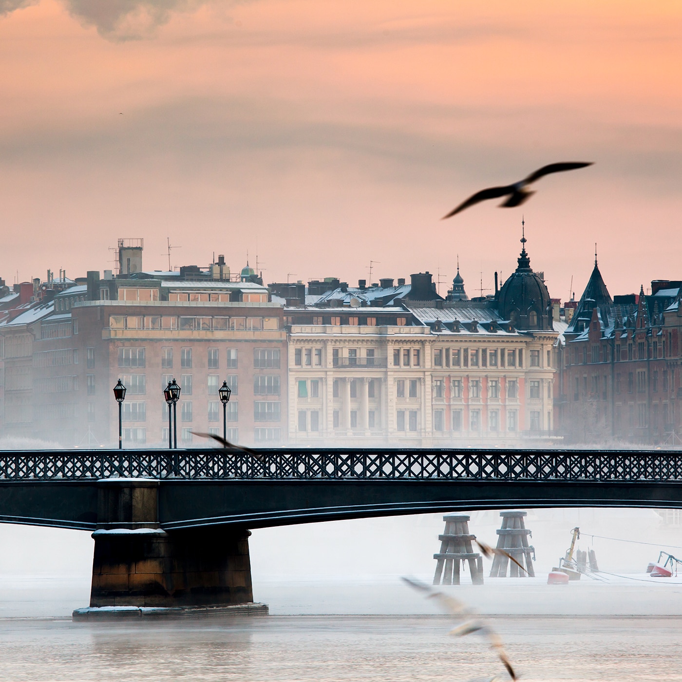 Misty view of Stockholm buildings at sunrise with a seagull flying over a bridge in the foreground.