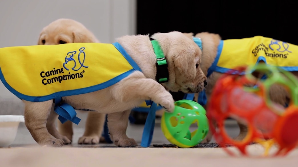  Golden Retriever puppies in yellow Canine Companions vests playing with colorful ball toys.