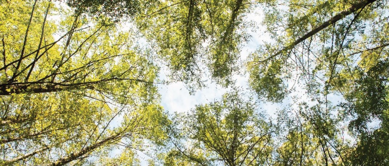 A view looking up towards the sky through a canopy of lush green trees. Sunlight filters through the leaves, creating a dappled pattern of light and shadow. The branches stretch in various directions, forming a natural frame around the clear blue sky.
