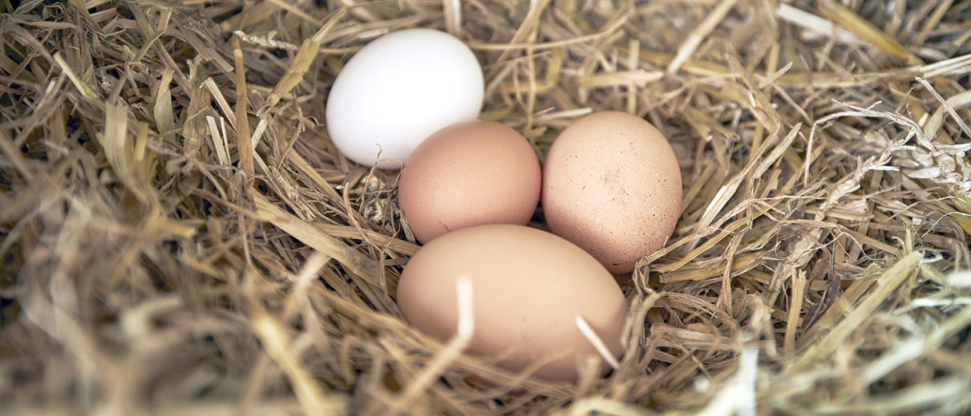 A close-up photograph of a nest made of straw, containing four fresh eggs. Three eggs are brown, while one is white, creating a natural contrast. The soft lighting enhances the texture of the hay and the smooth surface of the eggs, evoking a rustic and farm-fresh feel. The setting suggests a cozy and natural environment, symbolizing new beginnings and organic farming.