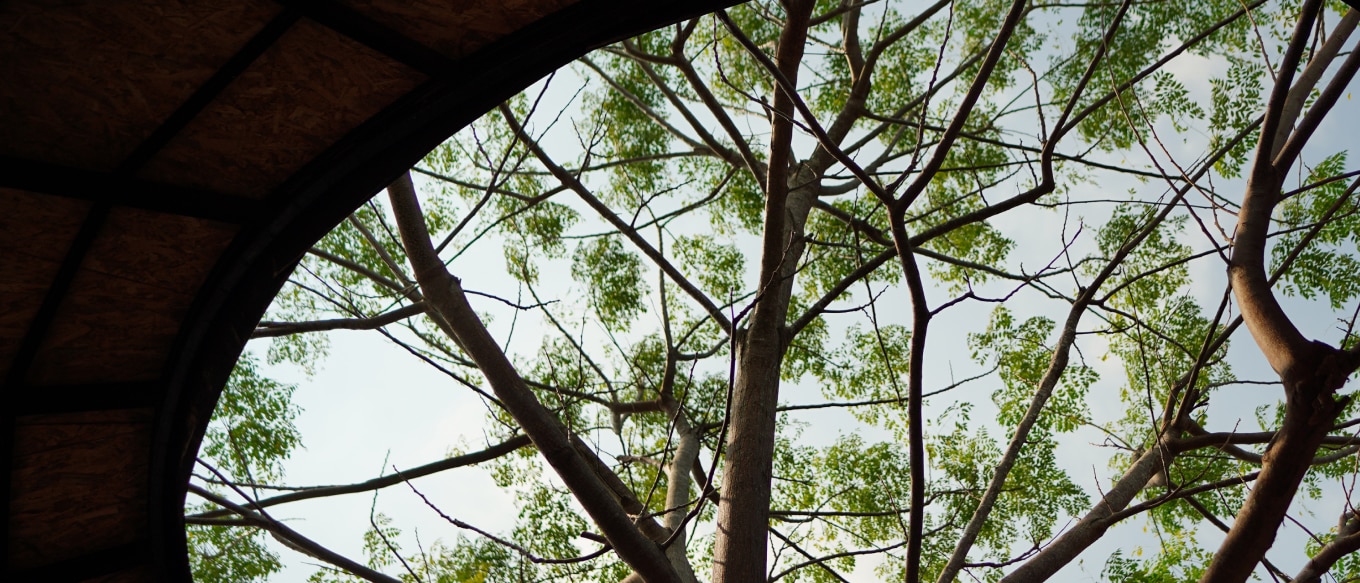 Tree symbolizing the interconnectedness of multigenerational family-owned businesses.