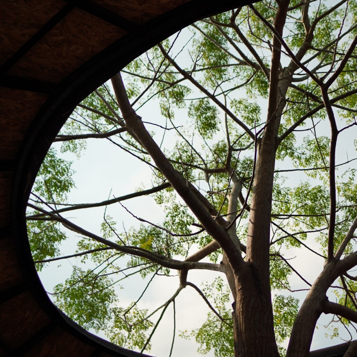 Tree symbolizing the interconnectedness of multigenerational family-owned businesses. 