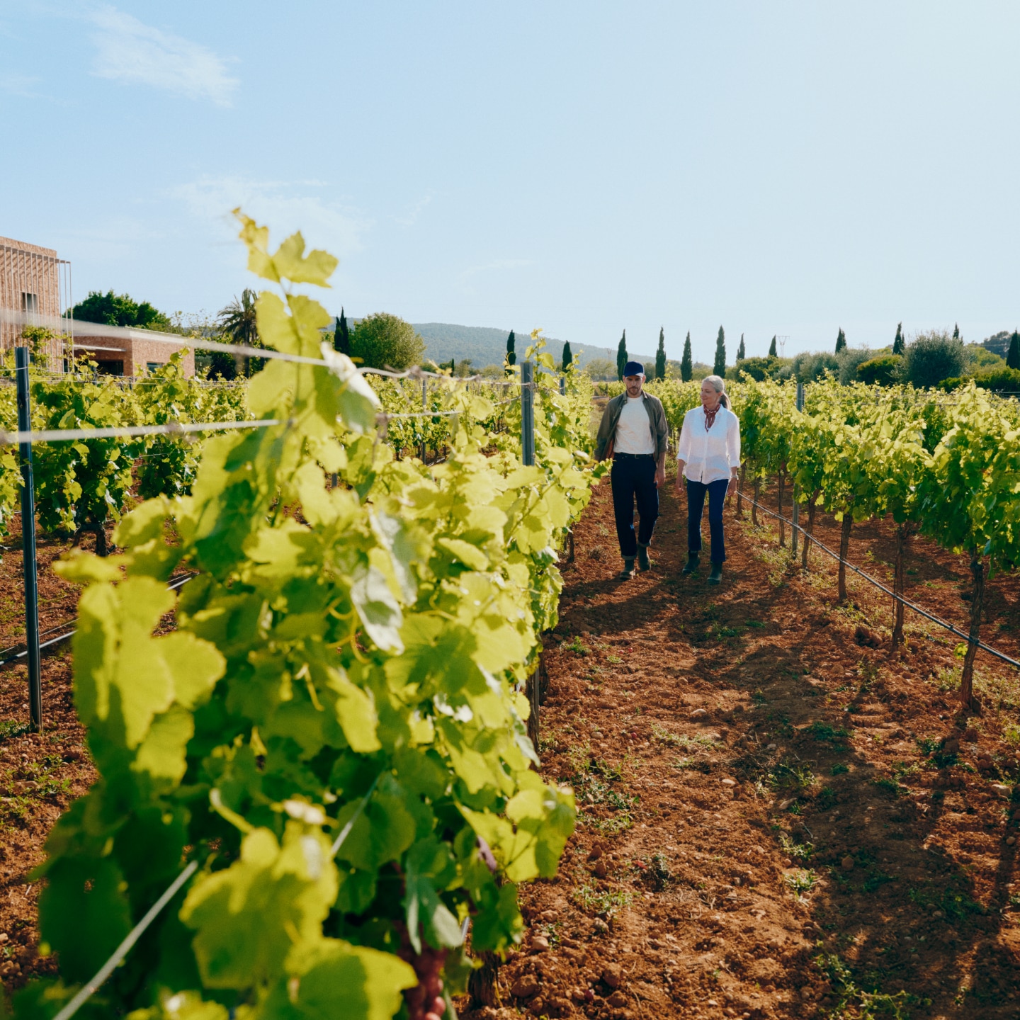 A man and a woman walk through a vineyard during the day, surrounded by green grapevines. A wooded mountain is visible in the background.