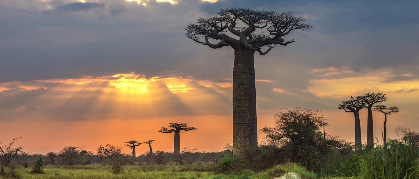 A vast Malagasy landscape featuring lush grassland foliage and several tall Baobab trees. An orange and pink sunset peer through overcast clouds in the sky. The tallest Baobab tree is in the foreground and appears to touch the clouds in the sky.