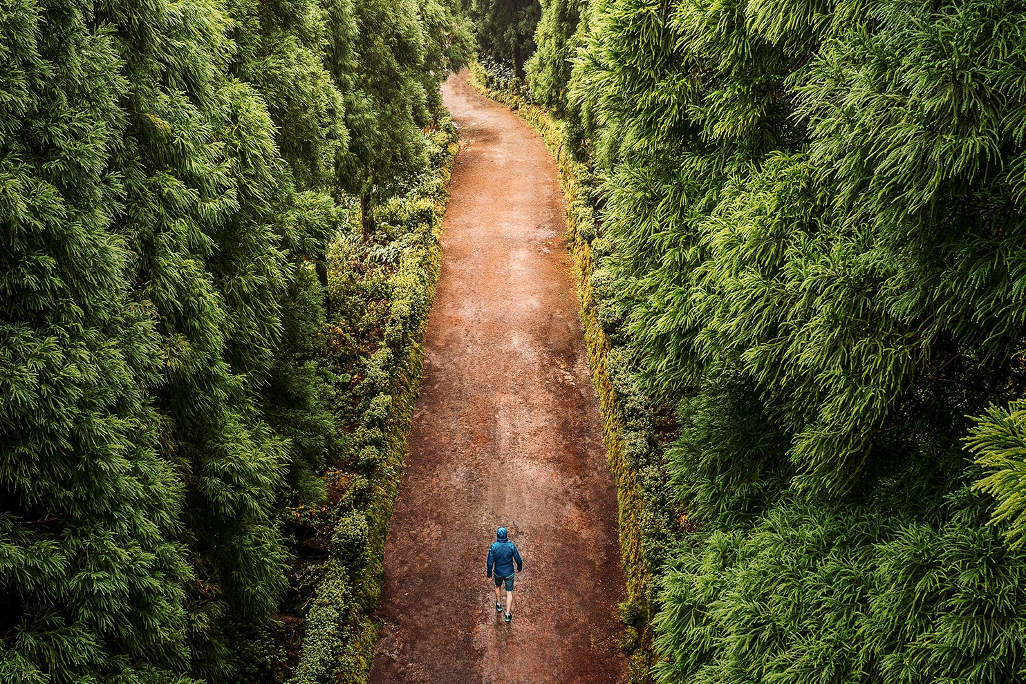 A lone traveler wearing a blue jacket walks along a dirt path surrounded by dense, lush green foliage. Towering trees create a natural tunnel. Soft, diffused light filters through the leaves.