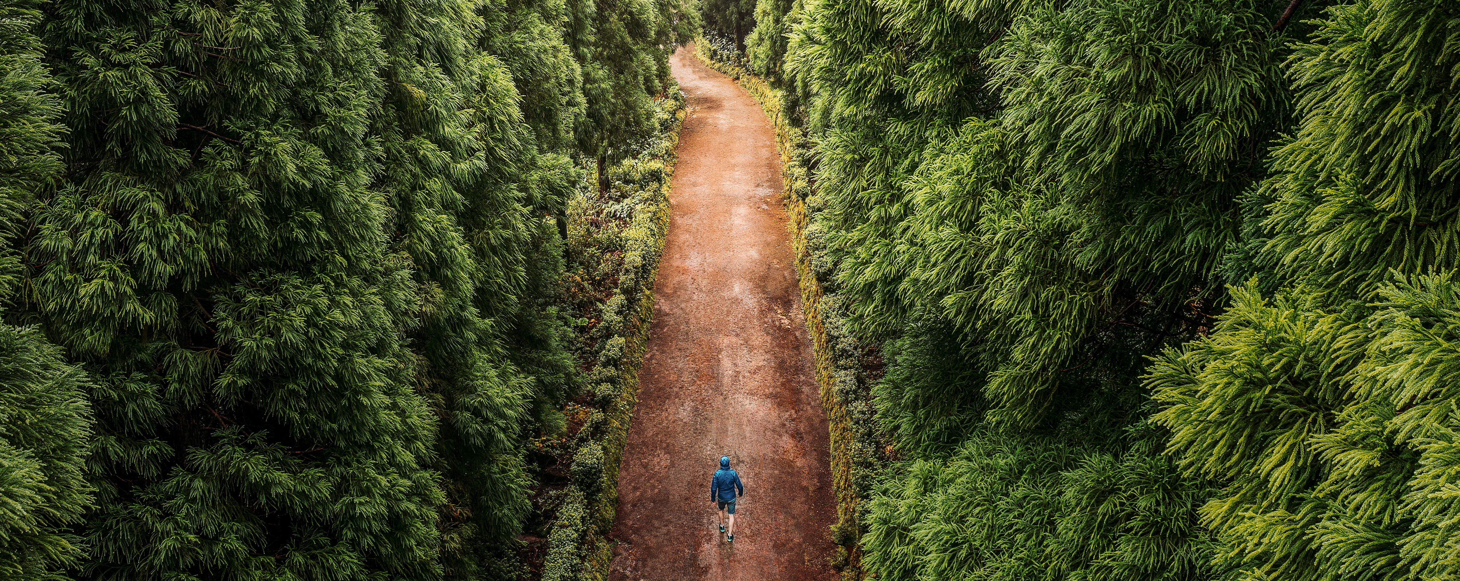 A lone traveler wearing a blue jacket walks along a dirt path surrounded by dense, lush green foliage. Towering trees create a natural tunnel. Soft, diffused light filters through the leaves.